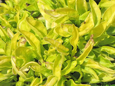 Alternanthera Ficoidea, Joseph's Coat, Landscape Nursery, Josephs Coat, Yellow Plants, Front Landscaping, New Garden, Fast Growing Plants, Small White Flowers