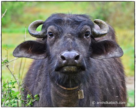 Arvind Katoch Photography: Indian Buffalo silent and still looking at me and my Camera Beautiful Pictures Of Flowers, Buffalo Photography, Agriculture Pictures, Buffalo Pictures, Indian Buffalo, Pictures Of Flowers, Buffalo Animal, Edit Image, Leopard Painting