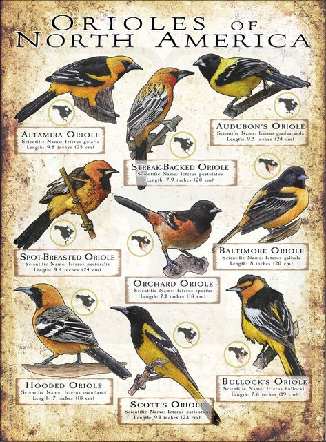 Orioles of North America Poster Print Laptop Pictures, Birds Species, Fowl Language, America Poster, Oriole Bird, Bird Breeds, Eurasian Eagle Owl, Wildlife Pictures, Infographic Poster