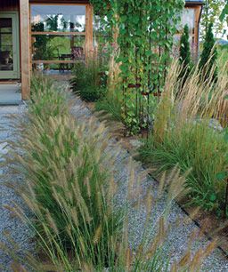 Line up grasses to reinforce a linear design. A long, low row of fountain grasses (Pennisetum alopecuroides ‘Hameln’) along a pathway leads the eye toward an entrance. Karl Foerster Grass Landscaping Ideas, Pennisetum Alopecuroides Hameln, Miscanthus Sinensis Gracillimus, Types Of Grass, Fountain Grass, Garden Design Layout, Grasses Garden, Rock Garden Landscaping, Budget Backyard