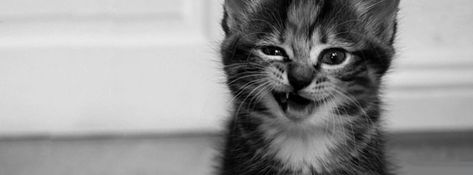 funny cat 3 facebook cover timeline banner for fb Pics For Cover Photo, Cool Cover Photos, Twitter Cover Photo, Beautiful Facebook Cover Photos, Funny Kittens, Best Facebook Cover Photos, Photos For Facebook, Cover Pics For Facebook, Facebook Cover Images