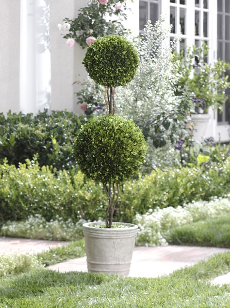 Interested in decorating your home and garden? Here you'll find some Topiary Planter Ideas that will add a neat ornamental look to your property. Preserved Boxwood Topiary, Potted Boxwood, Front Flower Beds, Boxwood Garden, Flower Bed Designs, Topiary Garden, Boxwood Topiary, Container Gardening Flowers, Topiary Trees