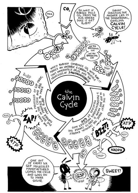 Photosynthesis Comic.<< would post to Edmodo during this unit and give bonus points for those who colored it. Maybe 3 pts.: Sugar Drawing, Biology Tips, Calvin Cycle, Cell Respiration, Science Comics, Gimme Some Sugar, Biology Resources, Cellular Respiration, Biology Classroom