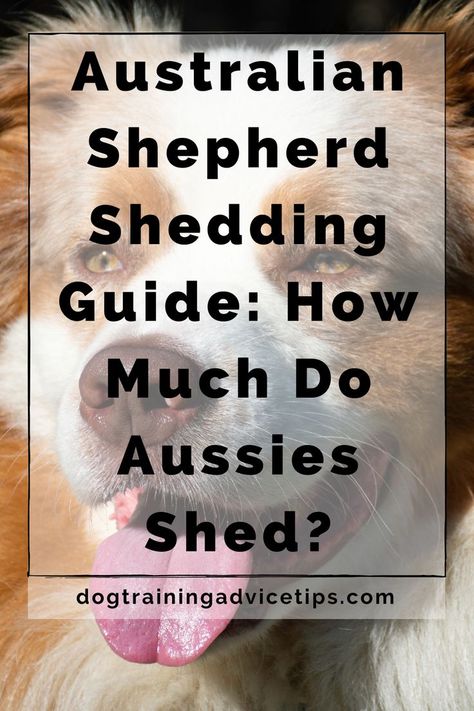 Do you want to find out how much hair Australian Shepherds shed? Here is the guide to Aussie shedding when bringing one back to your house! #dogtrainingadvicetips #dogtips #dogs #dogfacts Better Relationship, Dog Training Advice, Australian Shepherds, Train Your Dog, Dog Facts, Dog Care Tips, How To Train, Dog Trainer, Dog Training Tips