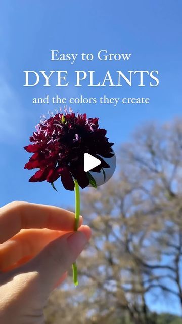 Dye Garden Plants, Eclectic Boho Living Room, Dye Garden, Dye Plants, Seed Planting, Boho Living Room Ideas, Natural Dye Fabric, Madder Root, Colorful Textiles