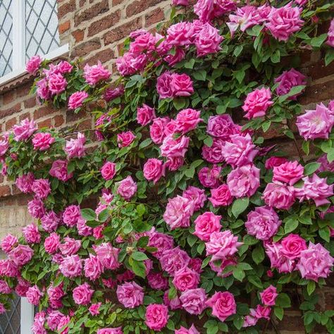 26 Roses that Bloom in Shade | Shade Tolerant Roses Roses For Shade, Rose Climbing, Landscaping With Roses, Rose Garden Design, Shade Roses, Best Roses, Rose Nursery, Gardens Ideas, Rose Gardens