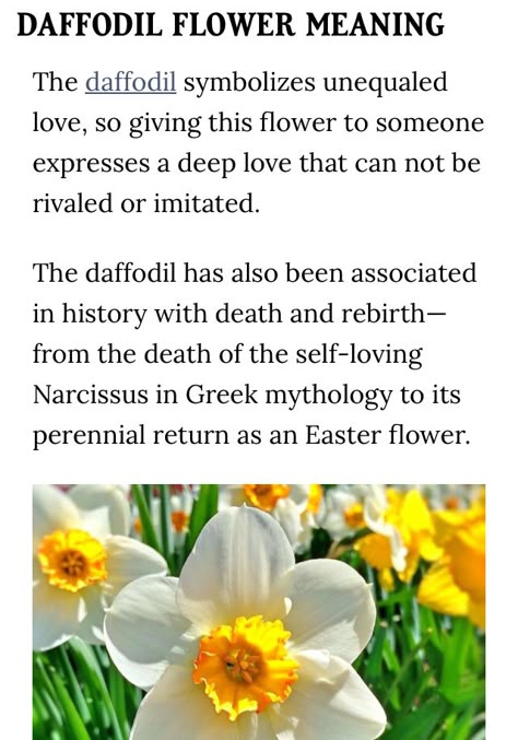 Daffodil Flower Meaning, Daffodil Meaning, Plant Symbolism, Plant Meanings, Flower Facts, Talking Flowers, Messy Garden, Flower Symbolism, Daffodil Flowers