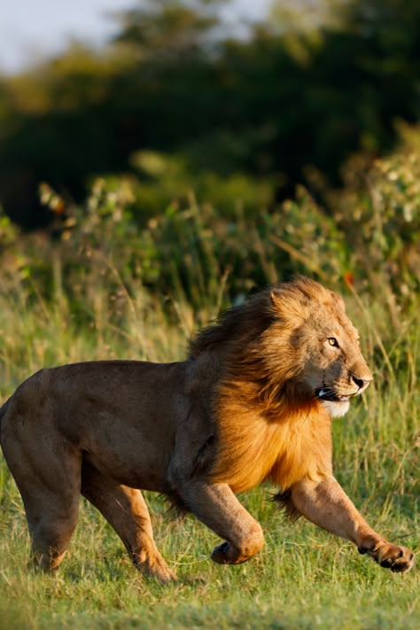 Big male lion running after an intruder in the Masai Mara. #Africa #wildlife #wild #nature #animals #felines #cats #lion #speed #run #running #facts #mane Lion Reference Photo, Lion Jumping, Running Animals, Lion Running, Running Facts, Walking Lion, Lions In The Wild, Lions Tattoo, Animals Running