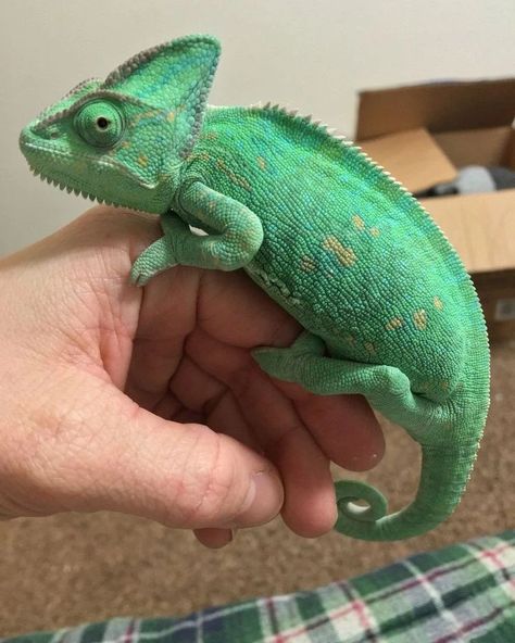 Camilian Lizard, Aesthetic Chameleon, Chameleon Facts, Chameleon Enclosure, Pet Chameleon, Veiled Chameleon, Chameleon Art, Tattoo Nature, Reptile Room