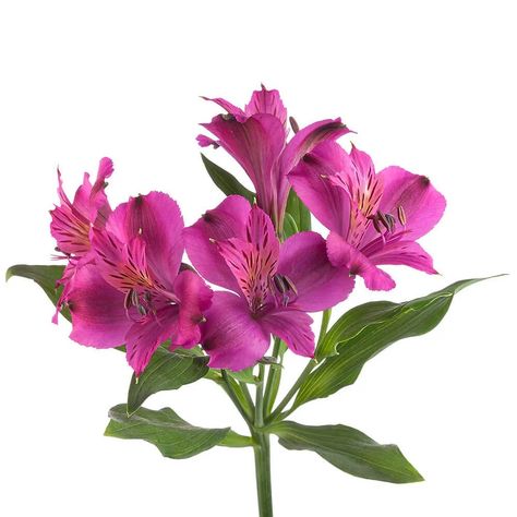 Wholesale Alstromeria | Layton, UT | JFS Wholesale Alstroemeria Meaning, Jamaica Colors, Orange Alstroemeria, Alstroemeria Purple, Aristolochia Leuconeura, Pepper Color, Forest Color, Stuffed Hot Peppers, Columbia