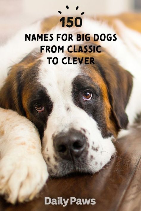 Best Dog Names Boys, Old Man Names For Dogs, Big Dog Names Male, Funny Dog Names Boy, Designer Dog Names, Farm Dog Names, Dog Name List, Unique Dog Names Boy, Puppy Names Boy