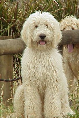 labradoodle | ... Labradoodle Puppies from Coulee Labradoodles, Lethbridge, Alberta White Labradoodle, Goldendoodle Haircuts, Australian Labradoodle, Cutest Dog Ever, Dogs Lover, Doodle Dog, Labradoodle, Goldendoodle, Beautiful Dogs