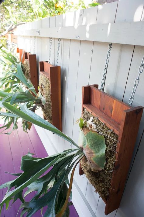 Platycerium Planters (Elkhorn and Staghorn Fern Mounts) | Ryan Benoit Design Staghorn Plant, Staghorn Fern Mount, Como Plantar Pitaya, Fern Planters, Ferns Garden, Staghorn Fern, Fern Plant, House Plants Decor, House Plants Indoor