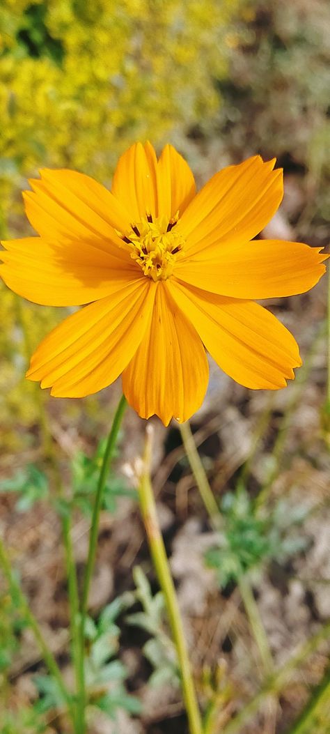 Cosmos Sulphureus | Photo by Dr (Ms) Sharad Singh Klondike cosmos is a fast growing annual with golden-yellow or orange flowers in the Asteraceae (daisy) family. #amazingnature #amazingnaturepics #naturephotographer #nature #photographylover #DrMissSharadSingh #natgeophotography #horizonphotography #OrangeFlower #yellowflowers Yellow Cosmos Flowers, Cosmos Sulphureus, Yellow Cosmos, Cosmos Flowers, Nature Photographs, Fast Growing, Photography Lovers, Orange Flowers, Golden Yellow