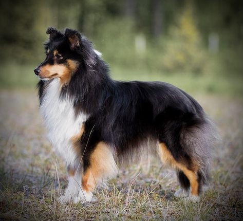 Shetland Sheepdog Tri Color, House Pets, Sheltie Dogs, Fall Photography, Lovely Animals, Pattern Inspiration, Dog Agility, Mixed Breed Dogs, Shetland Sheepdog