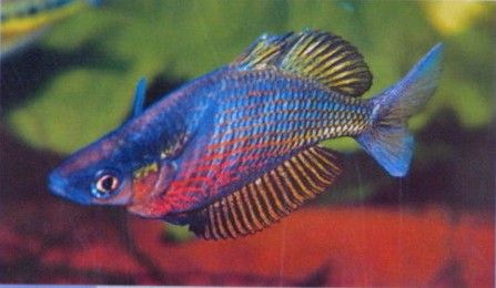 Sepik Rainbowfish - Glossolepis multisquamatus.Up to 5.5" (14cm). Omnivorous. Loves live blackworms, insects, frozen foods and flakes. Needs good source of edible vegetation as well. At least a 55 gallon long for a school.no long fined fish Mosquito Larvae, Tropical Aquarium, Fishing For Beginners, Freshwater Aquarium Fish, Rainbow Fish, Healthy Fish, Small Fish, Fish Tanks, Angel Fish