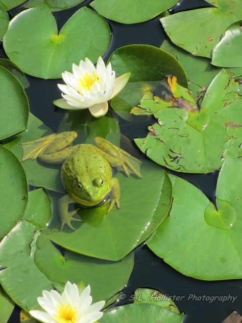 Frog  on a lily pad Frog In Pond Painting, Lily Pad Photography, Lily Pads Aesthetic, Frog On Lillypad, Frog In Pond, Frog In A Pond, Frogs On Lily Pads, Pond With Lily Pads, Lily Pad Pond