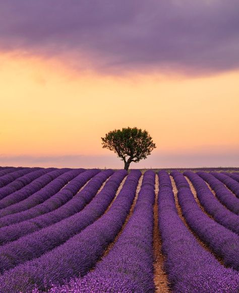 Purple lavender field of Provence at sunset, France Lavender Fields, Provence, Mood Board, Lavender, France, Art Inspiration, Purple, Photography, Art