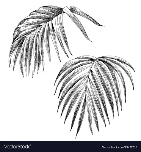 Drawing Palm Leaves, Open Palm Drawing, Palm Leaves Drawing, Hand Palm Illustration, Palm Leaves Coloring Page, Palm Leaf Vector, Palmetto Leaf, Shadow Tattoo, Body Decor