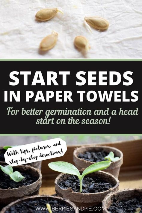 How To Germinate Seeds Paper Towels, Spring Seeds To Plant, Seed Harvesting Vegetables, How To Germinate Seeds, Watermelon Seeds Planting, Germinate Seeds Paper Towel, How To Germinate Seeds Indoors, Planting Berries, Planting Seeds Outdoors