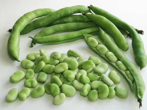 Broadbeans In Pods. Close-up of broad beans in his pod , #Sponsored, #Close, #Pods, #Broadbeans, #pod, #beans #ad Bean Pods, Broad Beans, Broad Bean, Fitness Logo, Green Beans, Aesthetic Pictures, Close Up, Photo Image, Royalty Free Stock Photos