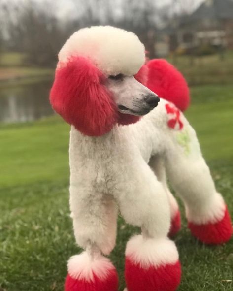 Creative Dog Grooming Christmas, Christmas Dog Hair Dye, Dyed Poodle, Dog Hair Dye Ideas, Dyed Dogs, Dog Hair Dye, Dog Dye, Cute Dog Harness, Dog Groomer Gifts