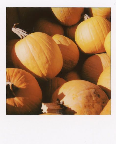 Fall Polaroid Pictures, Fall Wishlist, Film Polaroid, Collage Pics, Fall Couple, Polaroid 600, Fall Shoot, Film Images, Polaroid Pictures