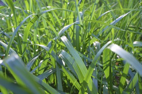 Tall fescue in lawns forms a nice dense grass which establishes quickly and is low maintenance in appropriate locations. If you are in a temperate to warm region, learn how to grow tall fescue as an easy turf grass alternative here. Tall Fescue Lawn, Tall Fescue Grass, Fescue Lawn, Dog Friendly Backyard, Grass Alternative, Fescue Grass, Grass Growing, Grass Species, Straw Mulch