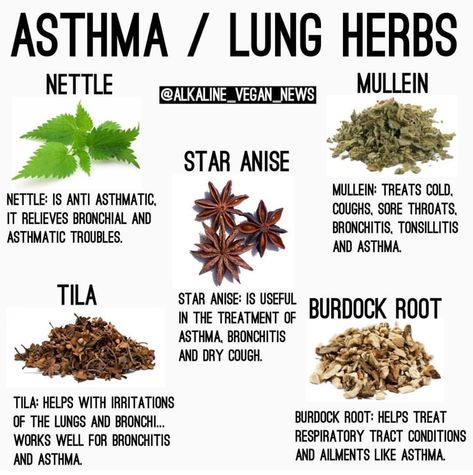 Herbal Remedies Recipes, Medical Herbs, Lungs Health, Natural Healing Remedies, Herbal Healing, Home Health Remedies, Herbs For Health, Healing Food, Natural Health Remedies