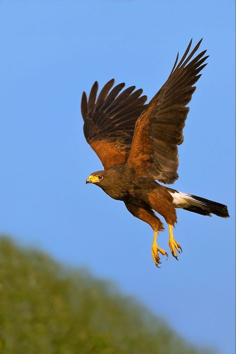 Rare Raptor Bird Seecies You Should Know - Birds and Blooms Hawks Bird, Elf Owl, Harris Hawk, Raptors Bird, Hawk Bird, Amazing Birds, Bird Of Prey, Num Num, Library Design