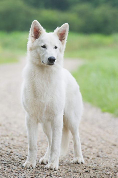 Berger Blanc White Wolf Dog, Mastador Dog, Koolie Dog, Cute Big Dogs, Swiss Shepherd, White Swiss Shepherd, Giant Dog Breeds, Dog Gadgets, Big Dog Breeds