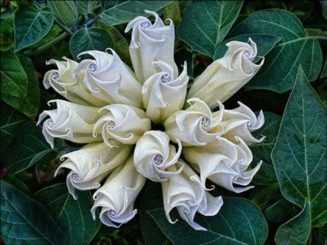 Moon Flower bouquet Angel Trumpet, Moon Garden, Unusual Plants, Unusual Flowers, Rare Flowers, White Gardens, Moon Flower, Unique Flowers, Amazing Photos