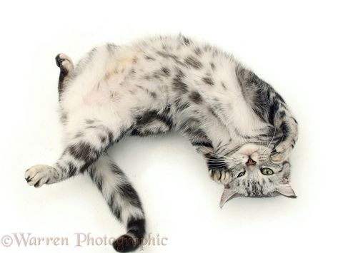 Cat Top View, British Shorthair Silver Tabby, Cat On Back, Silver Tabby Cat, Cat Roll, Female Cat, Cat Reference, Cat Top, British Shorthair