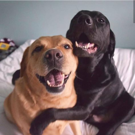 World Cutest Dog, Labrador Noir, Dogs Hugging, Loving Animals, Cutest Dog Ever, Black Lab Puppies, Cute Dog Pictures, Pretty Dogs, Lab Puppies