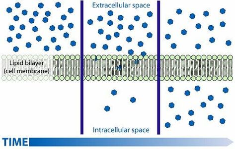 Cell Membrane Transport, A Level Biology Revision, Membran Sel, Facilitated Diffusion, Loop Of Henle, Passive Transport, Biology Revision, A Level Biology, Plasma Membrane