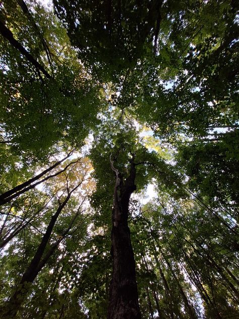 Forest Looking Up, Forest Up View, Forest Birds Eye View, Looking Up At Trees, Surreal Architecture, Forest Bugs, Twilight Poster, Painting Reference, Forest Canopy