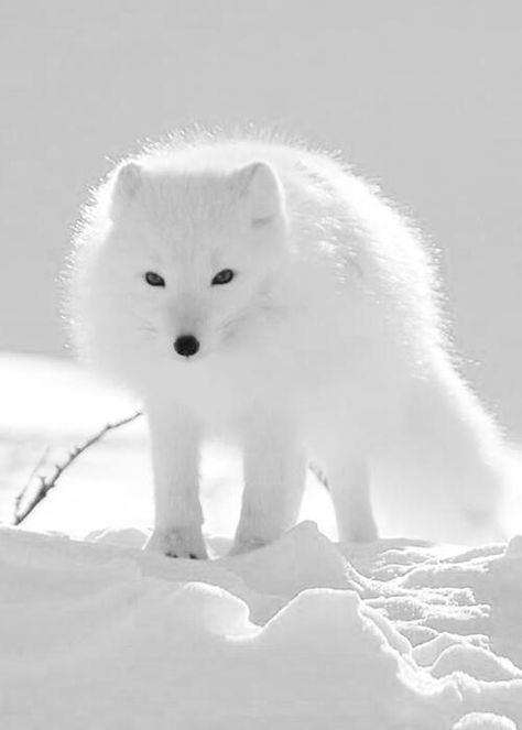 Volpe Artica, Fuchs Baby, Albino Animals, 강아지 그림, Arctic Fox, Amazing Animals, White Fox, Animal Planet, Animal Photo