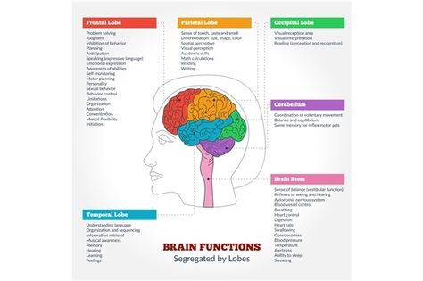 Human brain anatomy and functions by Sunshine Art Shop on @creativemarket Human Brain Parts, Human Brain Diagram, Brain Anatomy And Function, Brain Imaging, Brain Lobes, Function Diagram, Human Brain Anatomy, Brain Diagram, Brain Parts