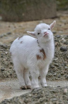 Cute Baby Goats That Will Leave You Smiling (22 Photos) Baby Goats Pygmy, Regnul Animal, Pygmy Goat, Cute Goats, Lambada, Baby Goats, Cool Pets, Cute Creatures, Sweet Animals