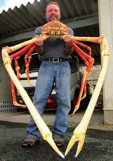 Japanese Spider Crab, Crab Species, Cool Sea Creatures, Spider Crab, Scary Animals, Crab And Lobster, Dead Fish, Hermit Crabs, Water Creatures