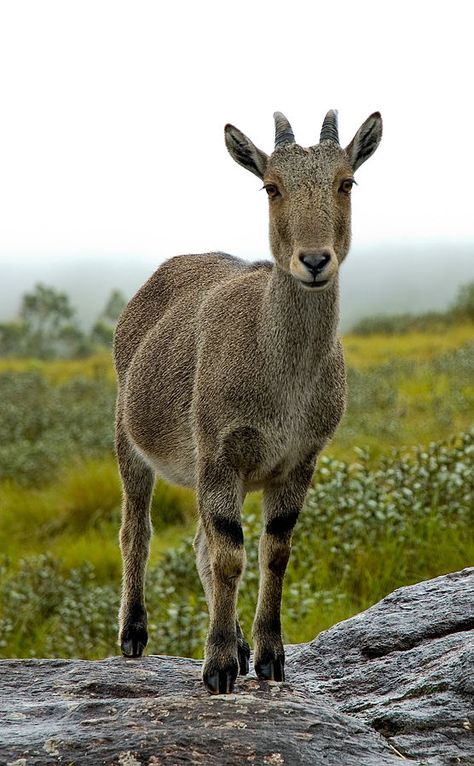 Nilgiri Tahr (Nilgiritragus hylocrius) known locally as the Nilgiri Ibex or simply Ibex Nilgiri Tahr, Animal Atlas, Taxidermy Animals, Billy Goat, Western Ghats, David Attenborough, Animal Book, Hippie Wallpaper, Endangered Animals