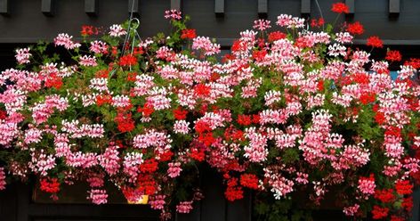 Small Garden Waterfalls, Ideas Garden, Easy Garden, Raised Beds, Small Garden, Geraniums, Garden Ideas, Borders, Oasis