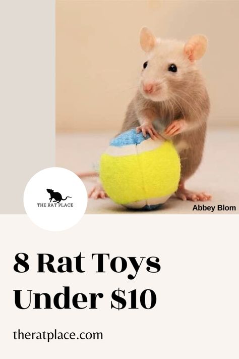 Rat Enrichment Diy, Pet Rat Toys Diy, Rat Toys Diy, Toys For Rats Diy, Rats Toys Diy, Diy Rat Toys Homemade, Pet Rat Toys, Homemade Rat Toys, Toys For Rats