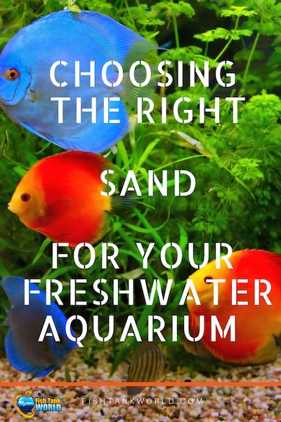 Choosing The Best Sand For Your Freshwater Aquarium | Fish Tank World Freshwater Aquarium Decorating Ideas, Freshwater Aquarium Ideas, Fresh Water Fish For Aquariums, Substrate For Planted Aquarium, 100 Gallon Saltwater Aquarium, Fish Only Saltwater Aquarium, What Else Can An Lg. Aquarium Be Used For, Aquarium Sand, Freshwater Aquarium Plants