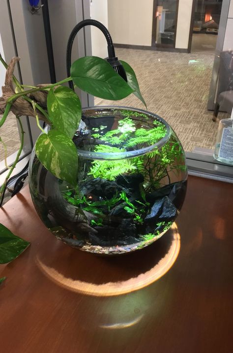 Shrimp Bowl Aquascape, Fishbowl Aquascape, Bowl Aquascape, Fish Bowl Ideas, Aqua Scaping, Shrimp Bowl, Wall Aquarium, Fish Tank Stand, Fish Tank Terrarium