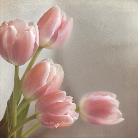 A breath of fresh air.... | Happy Friday, my dear Flickr fri… | Flickr Jerry Jones, Tulip Painting, Beautiful Flowers Photos, White Tulips, A Breath Of Fresh Air, Flower Phone Wallpaper, Pink Tulips, Tulips Flowers, Breath Of Fresh Air