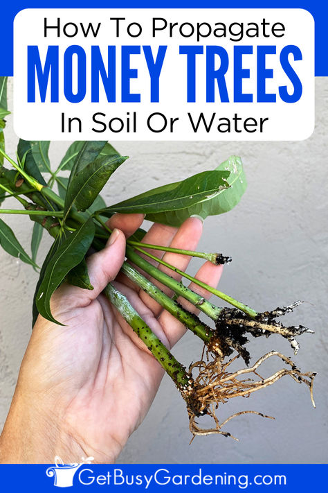 a hand holding money tree cuttings that have rooted Propagate Money Tree, Money Plant In Water, Money Tree Plant Care, Chinese Money Tree, Pachira Money Tree, Safe House Plants, Front Porch Plants, Money Tree Plant, Pachira Aquatica