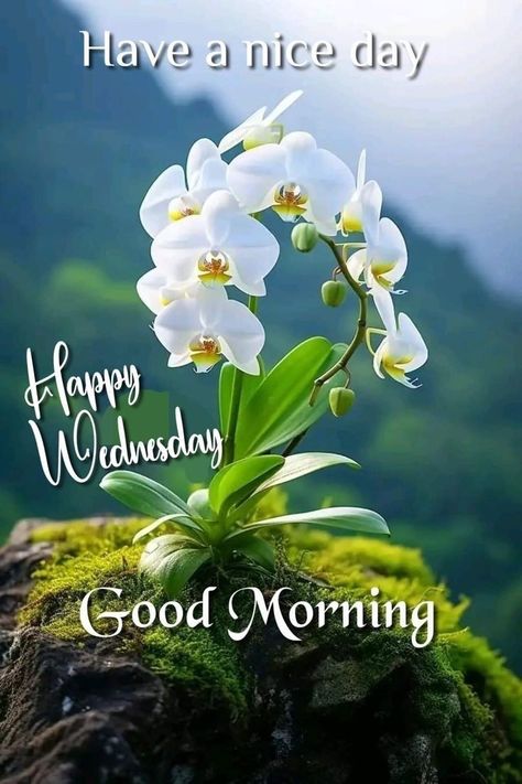 Wednesday Morning Greetings Beautiful, Wednesday Images, Wednesday Morning Greetings, Happy Wednesday Images, Wednesday Greetings, Good Night Friends Images, Good Morning Sunday Images, Lilies Flowers, Good Morning Dear Friend