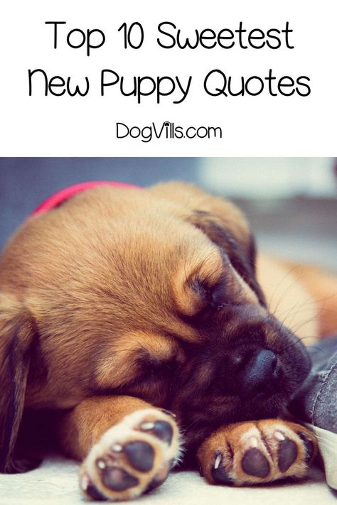 Top 10 Sweetest “Welcome New Puppy” Quotes Puppy Sayings Cute, Welcome Puppy Announcement, New Puppy Announcement Funny, New Puppy Quotes For Instagram, Funny Puppy Quotes, Puppy Quotes Cute, Puppy Quotes For Instagram, New Dog Quotes, New Puppy Quotes