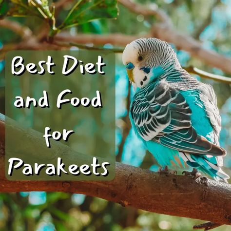 The Best Parakeet Diet and Foods: What to Feed a Budgie - PetHelpful Baby Parakeets, Budgie Food, Parakeet Care, Parakeet Food, Budgie Cage, Animal Foods, Diy Bird Toys, Bird & Wildlife Houses, Budgies Bird